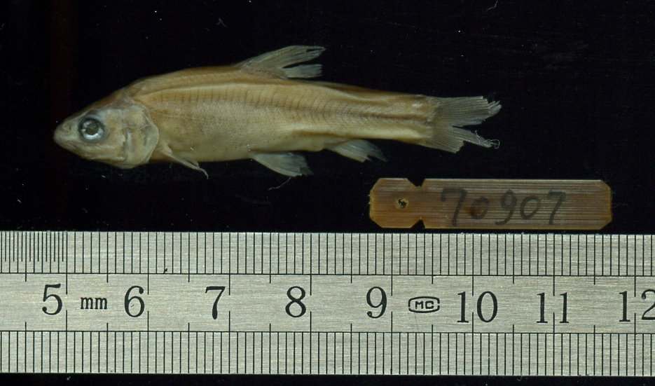 Sinocyclocheilus macrophthalmus Zhang & Zhao, 2001